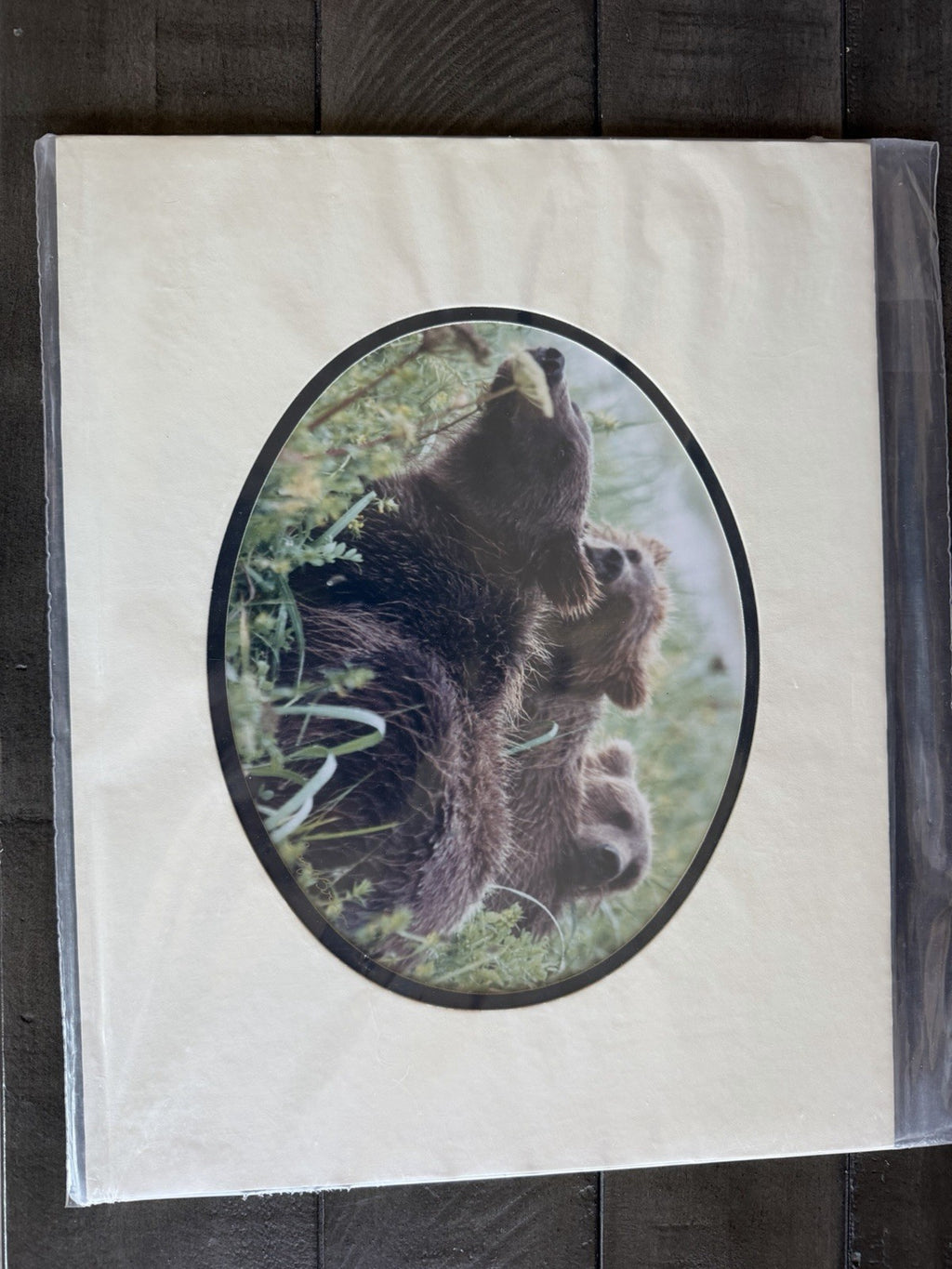 Barri J Boren Signed Naptime Bear Family Wildlife Photograph Print 2000 Matted2