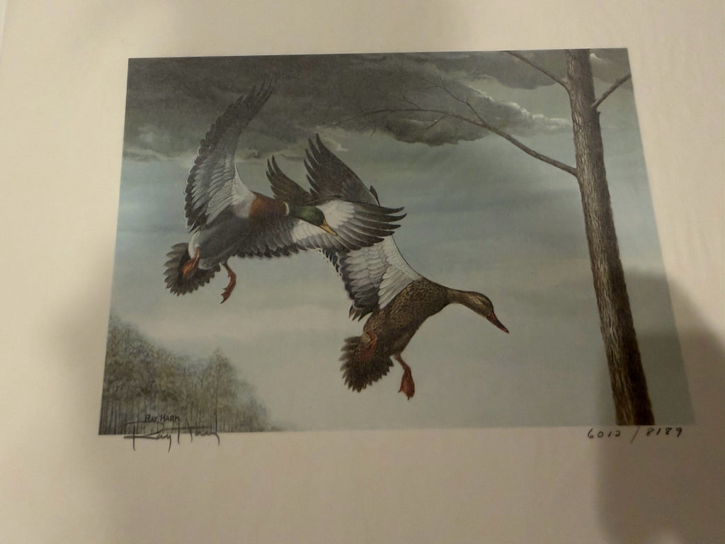 Ray Harm 1985 Kentucky Ducks Signed Print on Paper Unframed w Stamps4