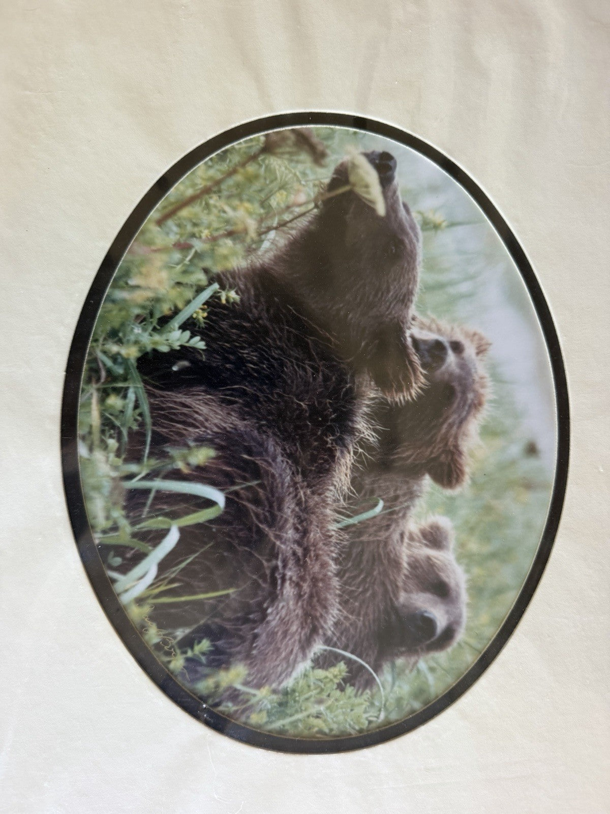 Barri J Boren Signed Naptime Bear Family Wildlife Photograph Print 2000 Matted3