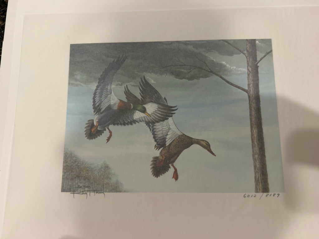 Ray Harm 1985 Kentucky Ducks Signed Print on Paper Unframed w Stamps5