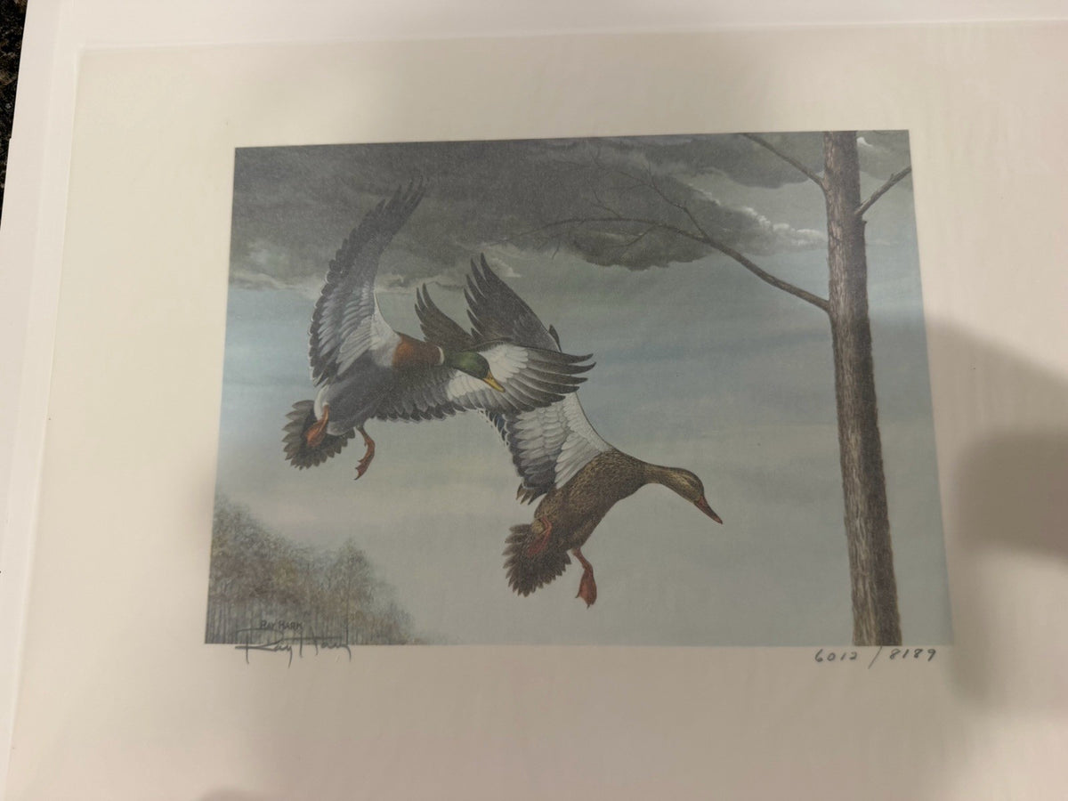 Ray Harm 1985 Kentucky Ducks Signed Print on Paper Unframed w Stamps5